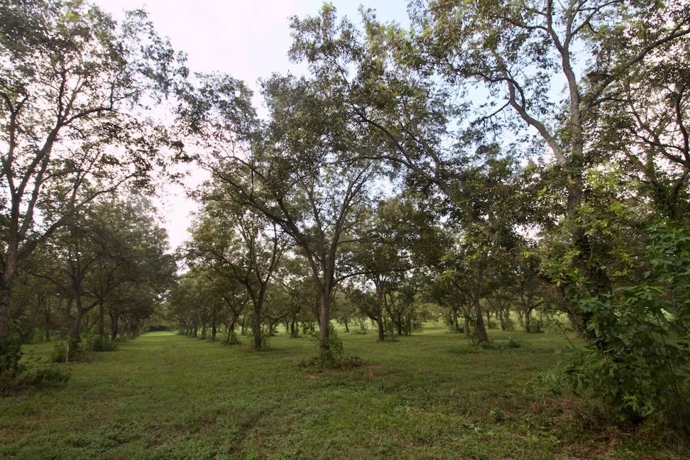 Photo d'un paysage avec des arbres qui permet de créer un microclimat pour le sol et les cultures.