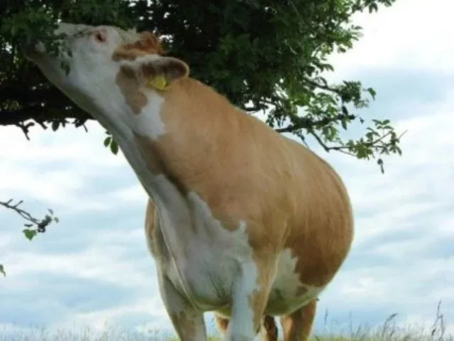 Un bovin entrain de se nourrir de feuille d'arbre. C'est un système de pâturage tournant dynamique combiné à l’agroforesterie.