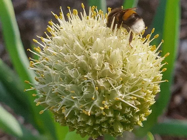 Bourdon butinant une fleur d'oignon montée en graine, production artisanale de semences potagères et pollinisation naturelle au potager