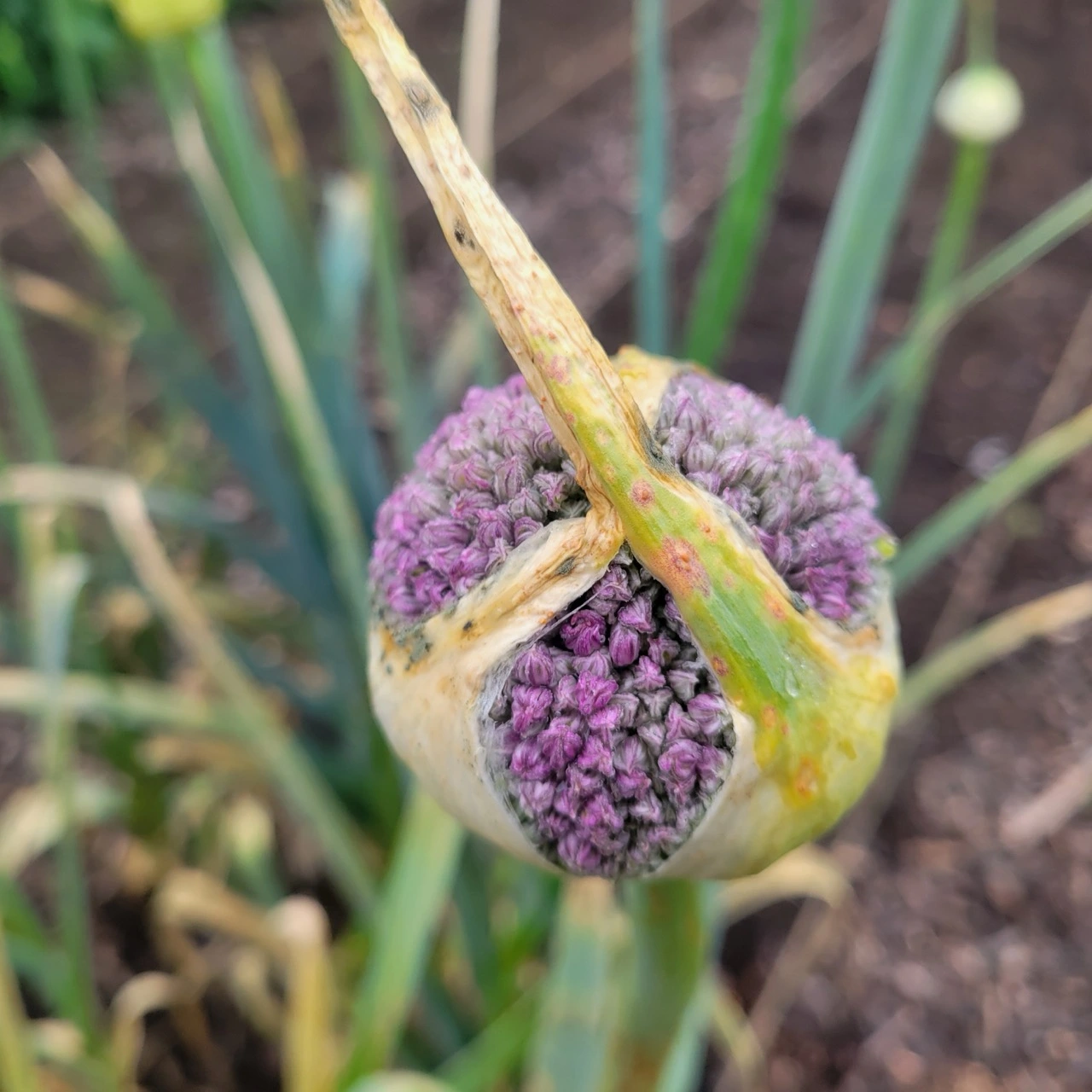 Bourgeon de fleur de poireau violet en formation. Multiplication de semences potagères et sélection de plants porte-graines au potager.