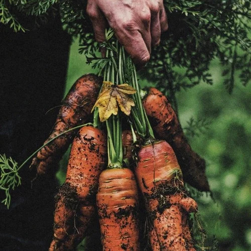 Photo d'une botte de carotte issue de la production artisanale de semences potagères.
