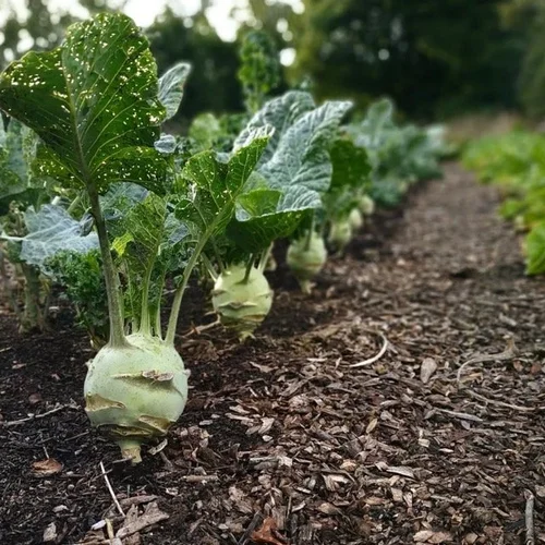 Culture de choux issue de la production de semences potagères.