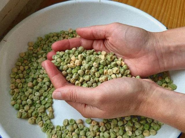 Mains tenant des semences paysannes de petits pois séchés dans un bol, conservation et tri de graines potagères lors d'une formation production de semences.