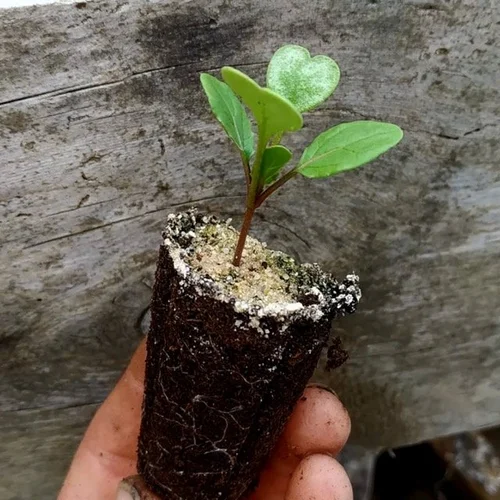 Photo d'une mini motte de semis à planter.