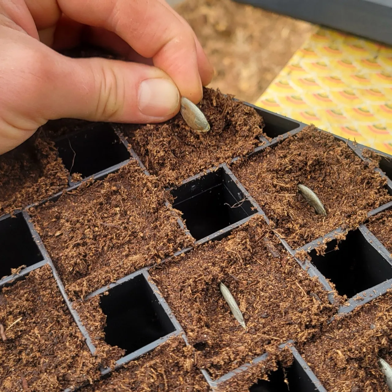 Semis de graines de courge en alvéoles. Technique de semis et multiplication de semences potagères enseignées en formation pratique au jardin.
