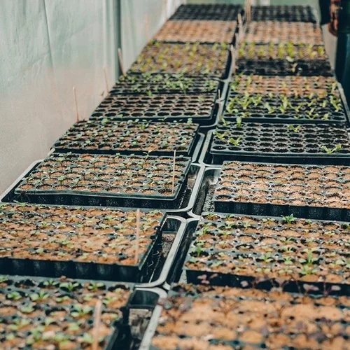 Photo de semis issus de la production de semences potagères de la Ferme sans nom.