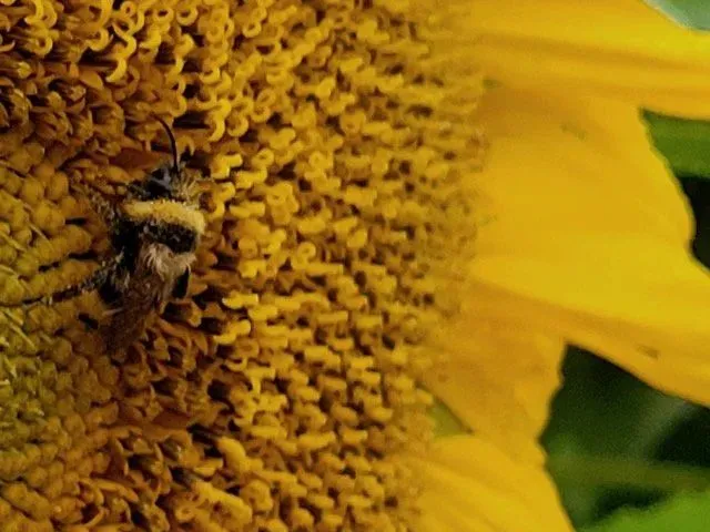 Photo d'une abeille sur une fleur jaune.