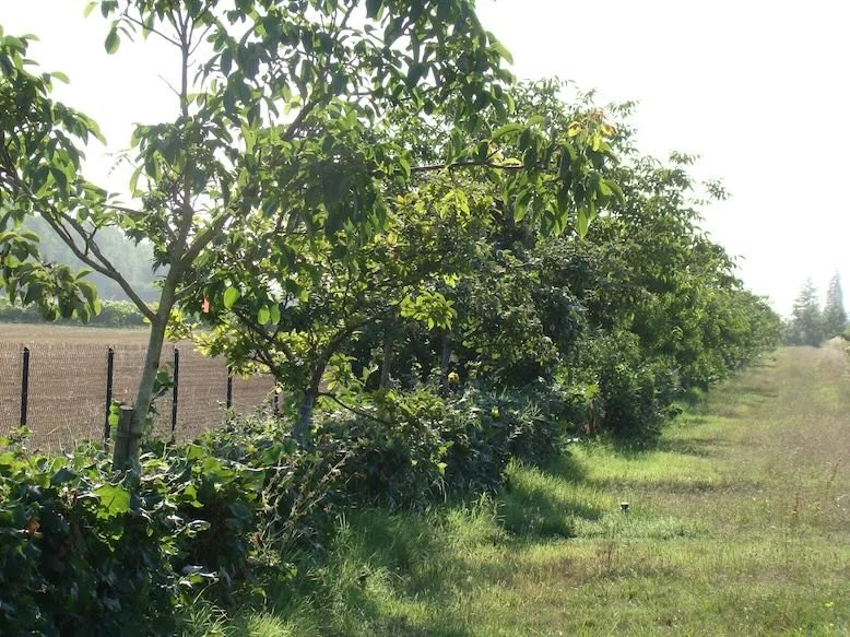Photo de verger multi-étagée en agroforesterie.