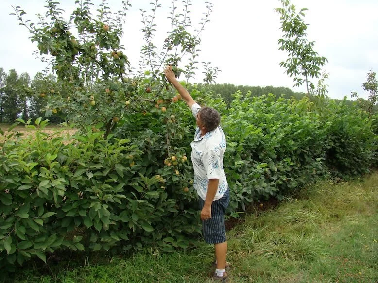 Photo d'un verger multi-étagée.
