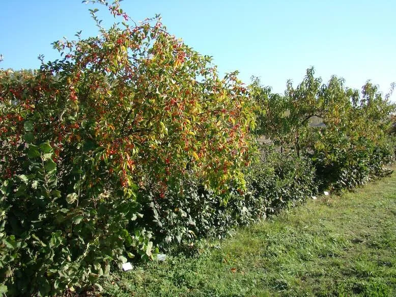 Photo d'un arbre fruitier intégrer dans  verger multi-étagées.