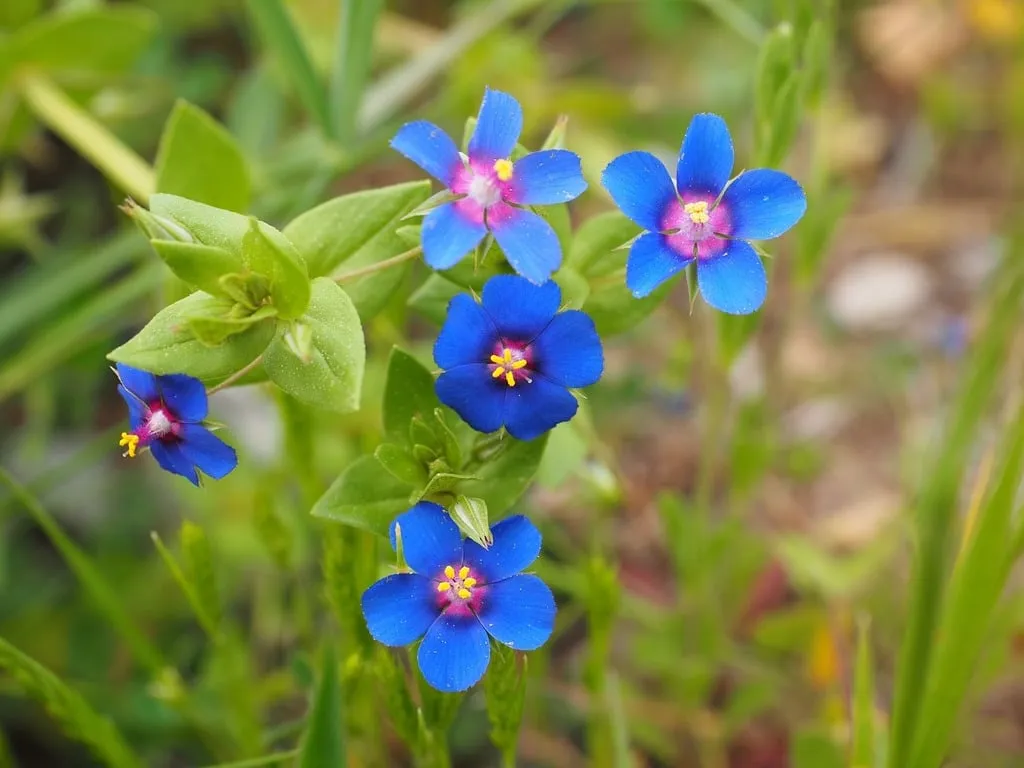 Photo des fleurs de mouron de couleur bleu.