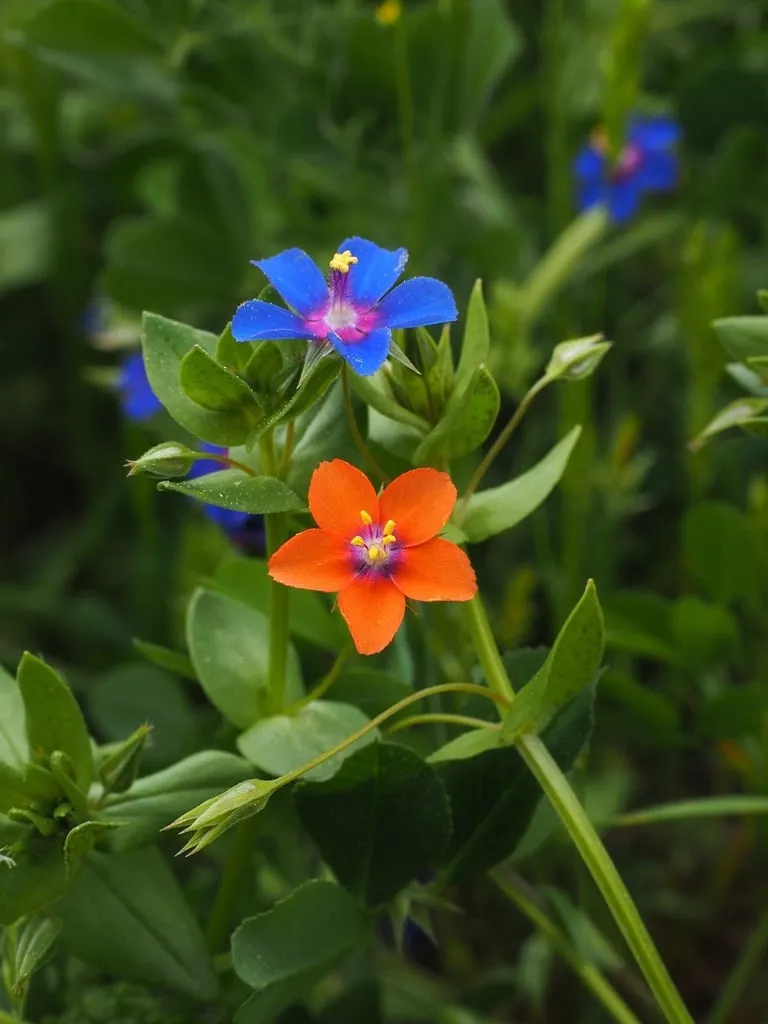 Photo des fleurs de mouron de couleur bleu et orange.