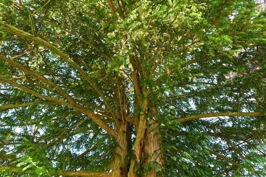 Photo d'un grand arbre.