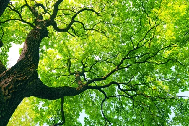 Photo d'un arbre majestueux de couleur vert clair.