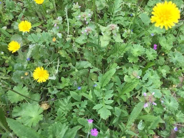 Sol avec des fleurs et de l'herbe pour présenter la formation bases de botanique et ethnobotanique.