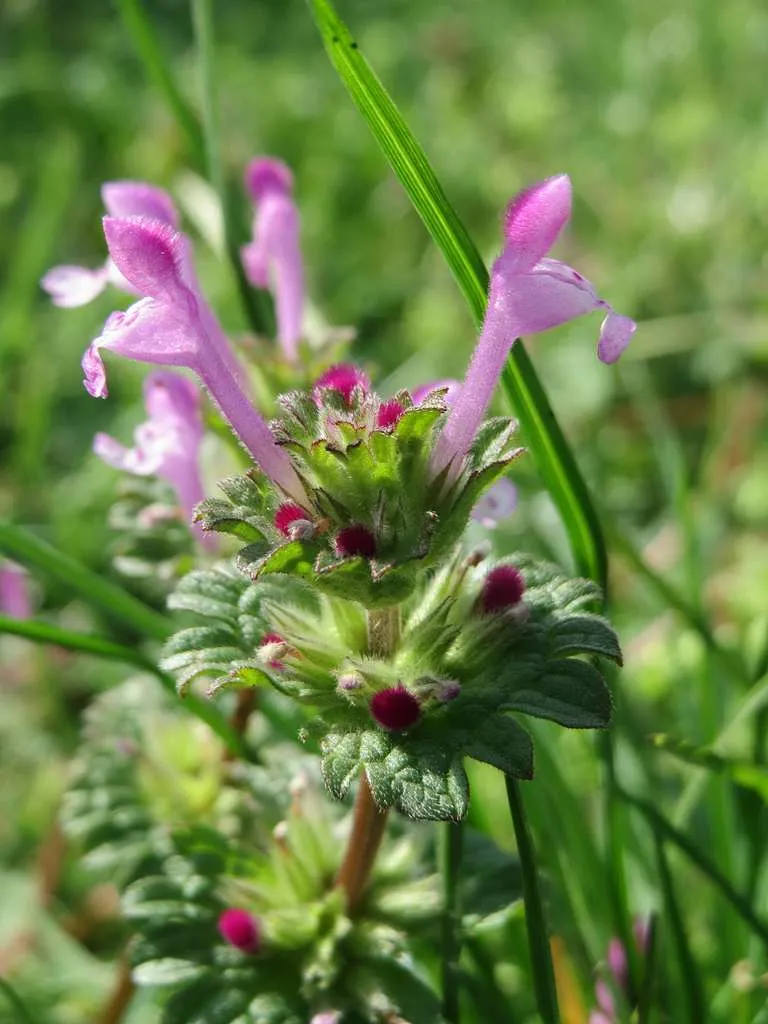 Photo d'une plante en botanique lamium-amplexicaule.