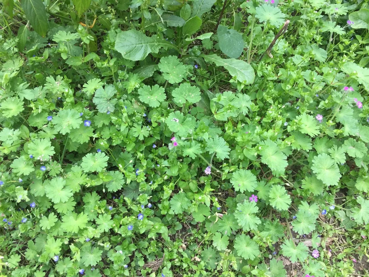 Sol de végétation avec des fleurs et de l’herbe.