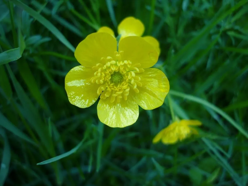 Photo d'une fleur jaune dans la nature, c'est une plante toxique.
