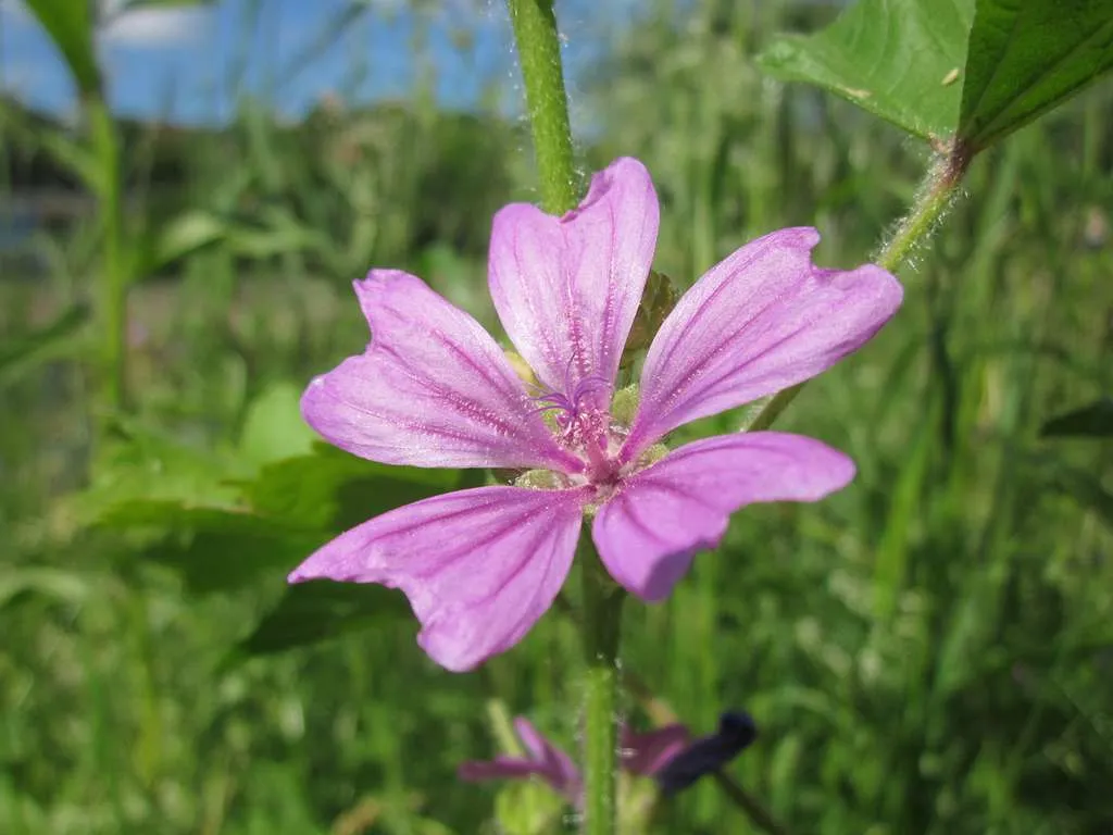 Photo d'un fleur mauve sauvage dans la nature.