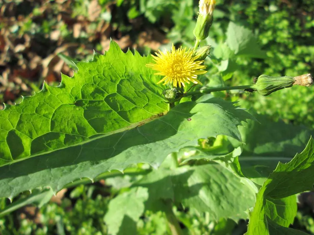 Photo de fleur jaune Sonchus (les laiterons) dans la nature.
