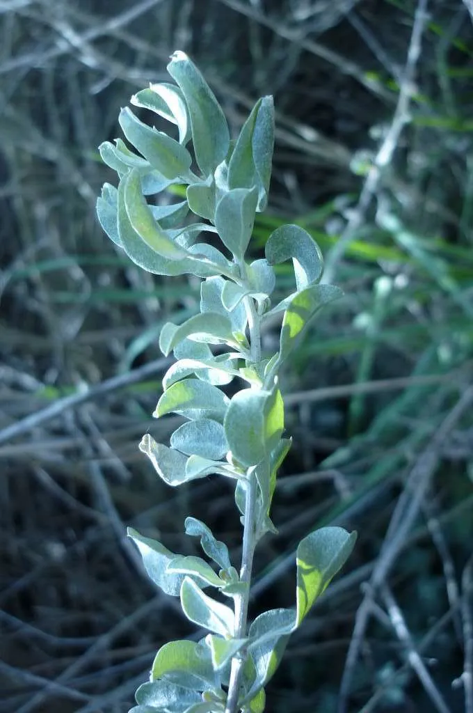 Photo d'Atriplex halimus au Parc Foresta.