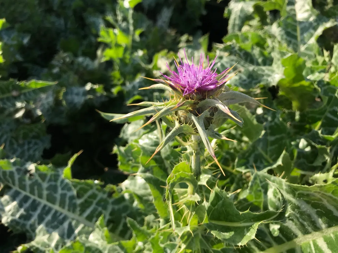 Photo d'une plante Asteraceae, chardon-Marie dans la nature.