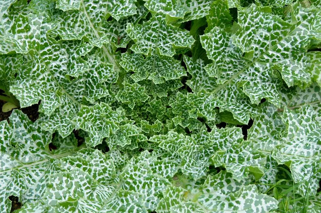 Photo d'un silybum marianum.