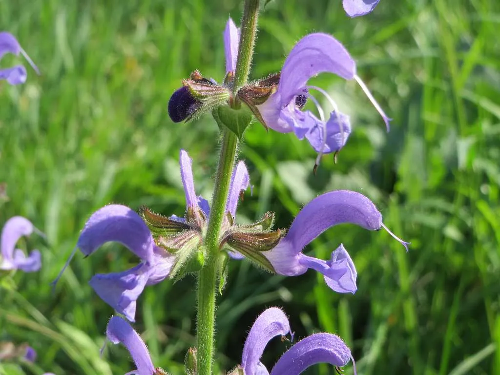 Photo de sauge commune de couleur violette dans la nature.
