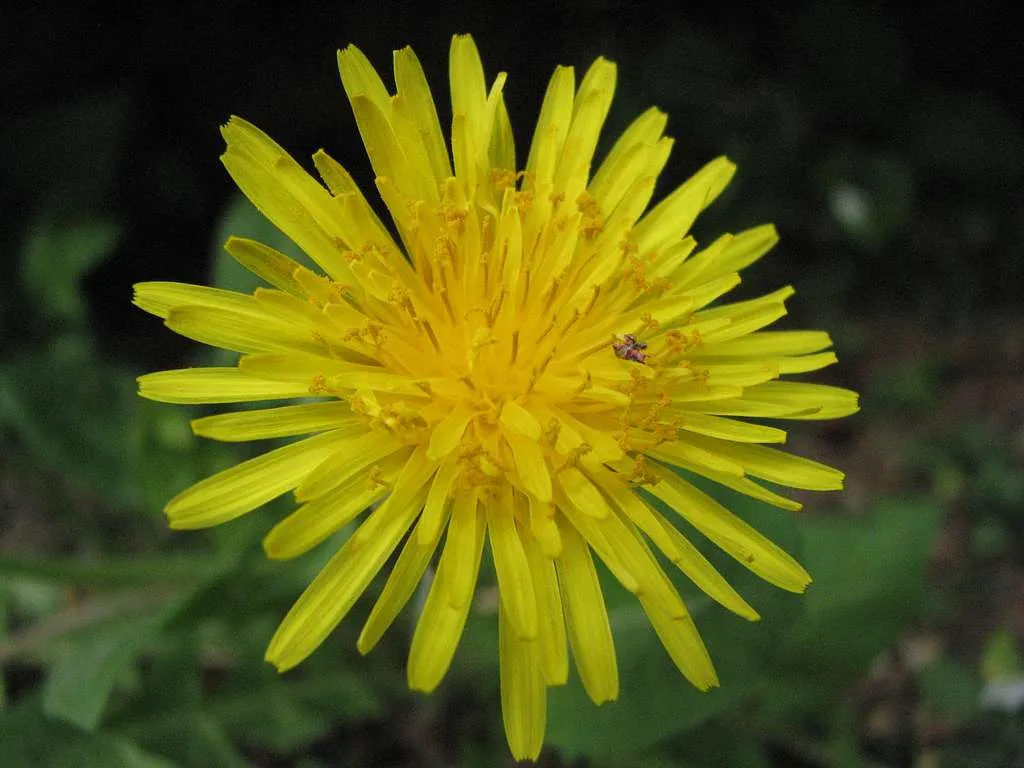 Photo d'un pissenlit.