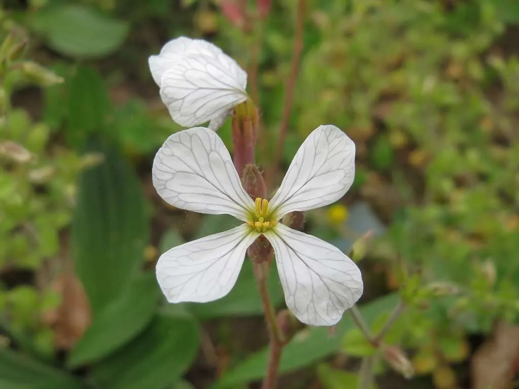 Photo d'une fleur blanche, Raphanus-sativus.