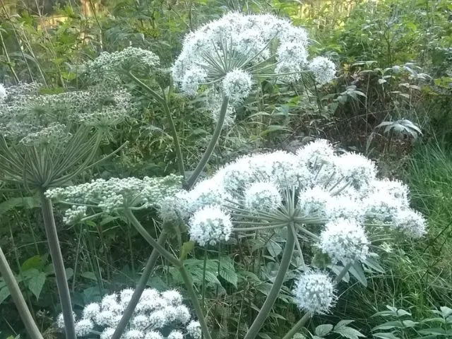 Photo de Vosges dans la nature.