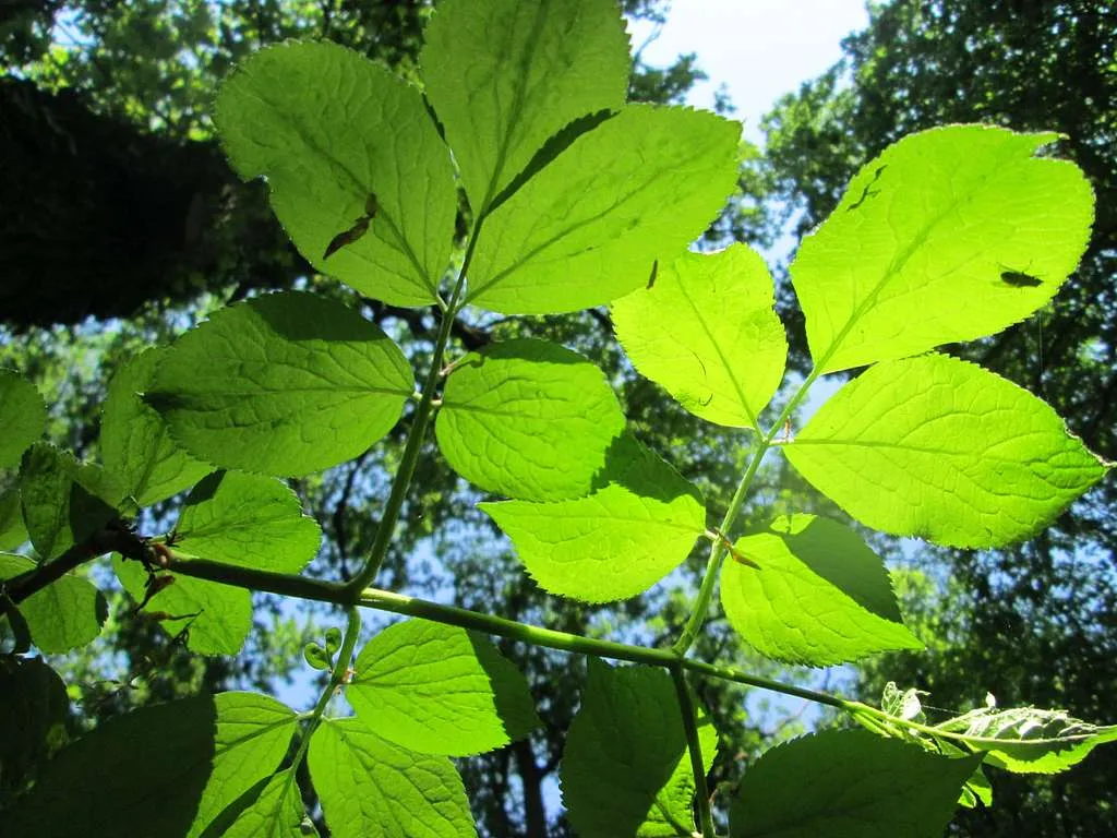 Photo de feuille de sambucus en botanique.