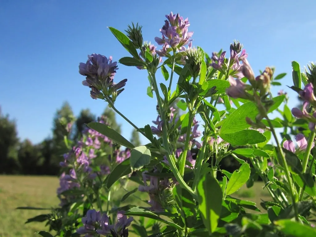 Photo d'une espèce de plante Luzerne medicago satigo alfalfa.