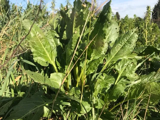 Photo de beta maritima dans la nature.