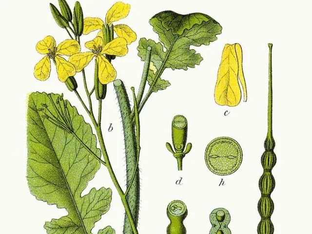 Illustration lié à la botanique.