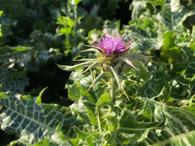 Photo d'un chardon, plante dans la nature.