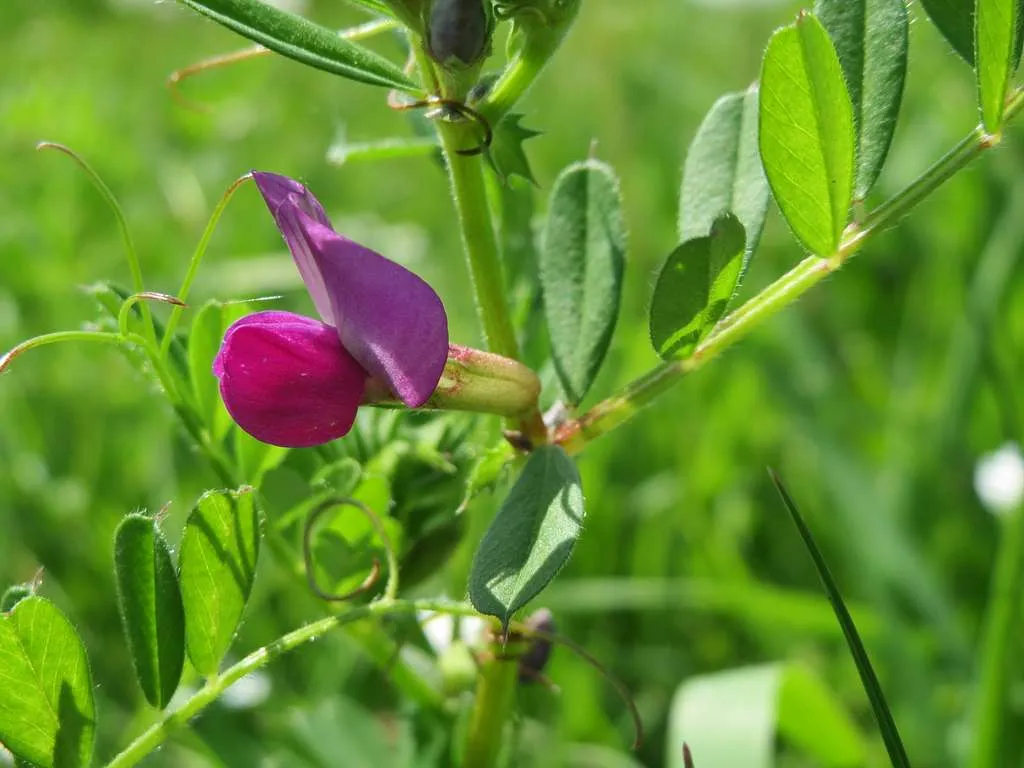 Fleur Vicia sativa.