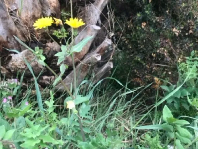 Photo d'une fleur blanche, Raphanus-sativus.