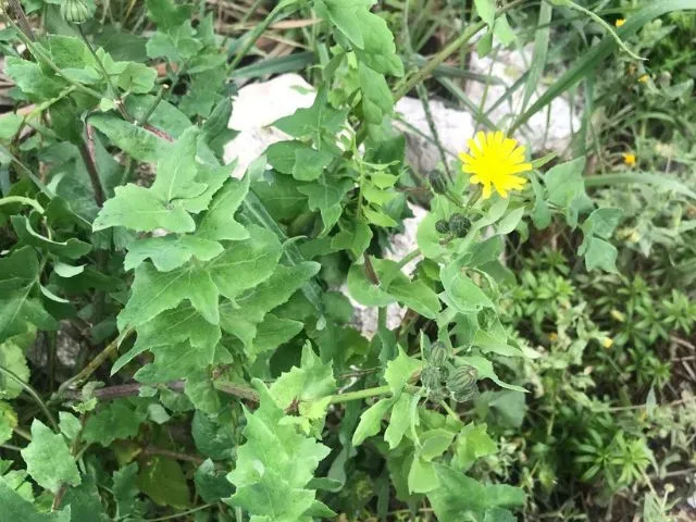 Photo de sonchus oleraceus une espèce sauvage.