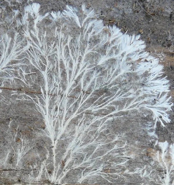 Photo d'un réseau de mycelium d'un champignon saprosaprophyte.
