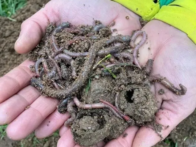 Main avec de la terre et des vers de terre qui montre un sol vivant.