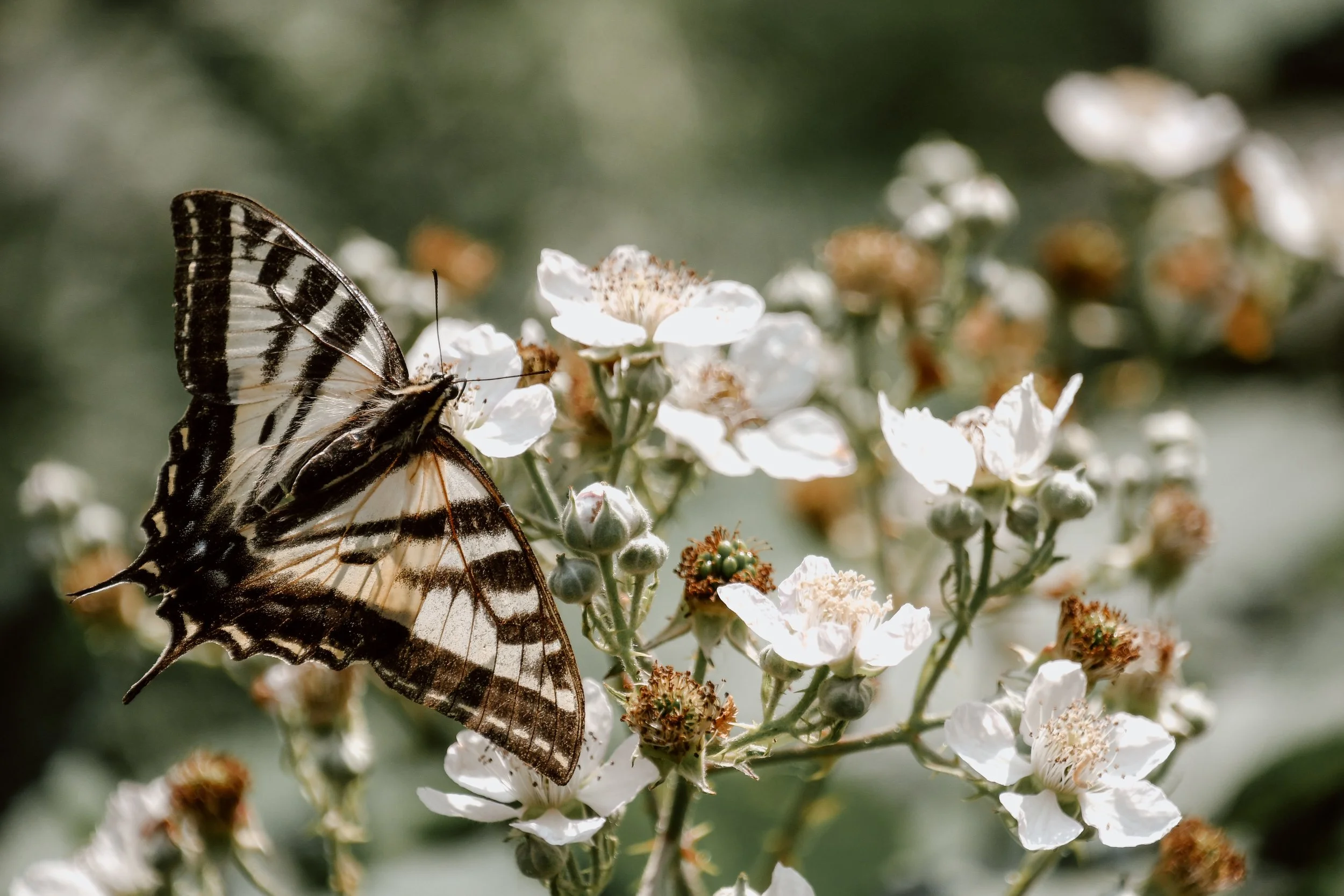 Photo d'un papillon sur une fleur blanche.