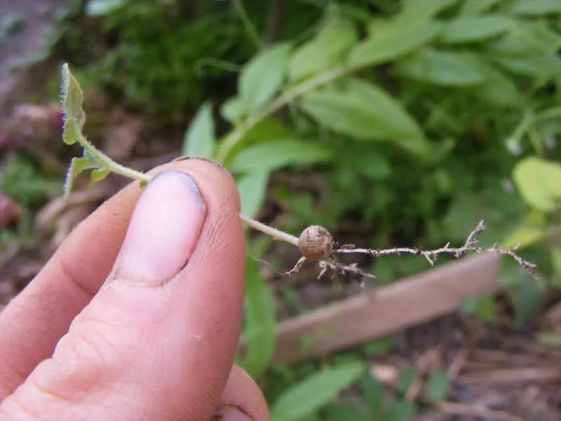 Multiplication de semences de pomme de terre ancienne : minuscule tubercule en germination tenu entre les doigts, travail de conservation des variétés potagères.
