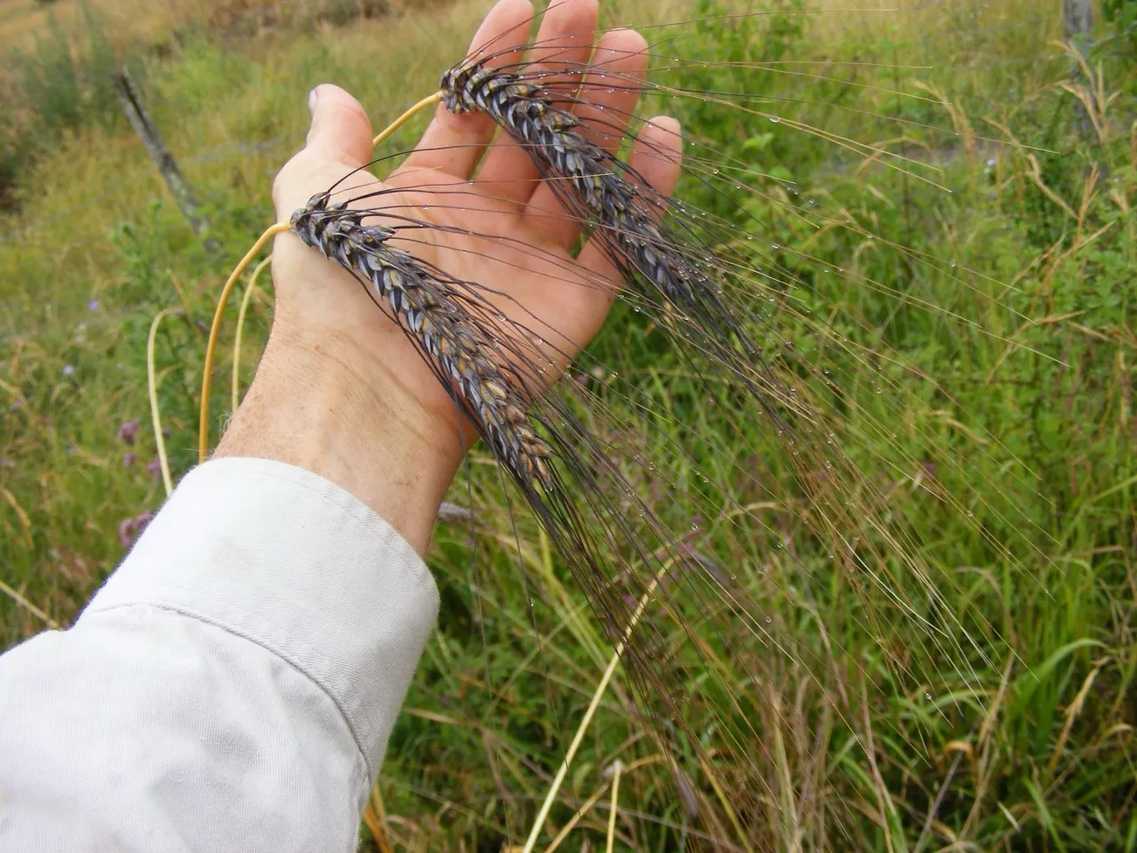 Épis de blé dur noir à barbes longues tenus dans une main, variété ancienne sélectionnée pour la culture de semences paysannes.