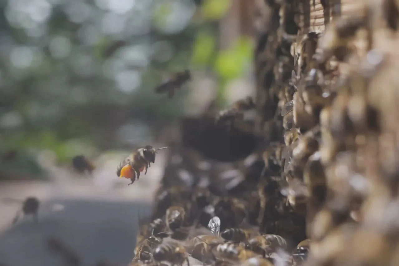 Abeille chargée de pollen rentrant dans la ruche écologique. Formation apicole pratique pour acquérir les techniques de conduite du cheptel et de gestion de la récolte.