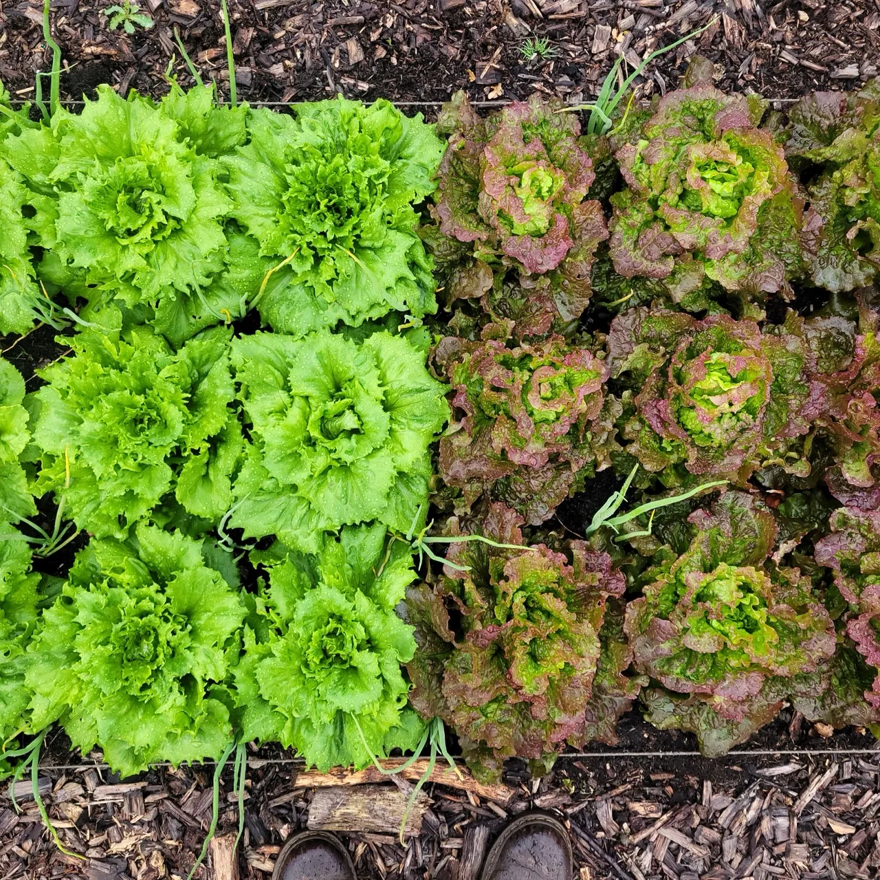 Planches de laitues vertes et rouges au potager. Diversité variétale de laitues pour la sélection et la production de semences potagères paysannes.