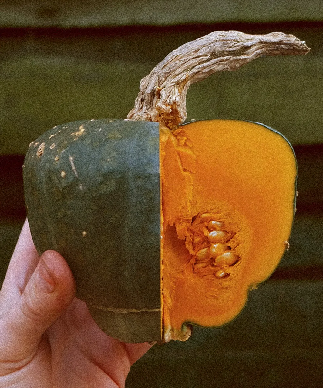 Courge Uncle David Dakota Dessert