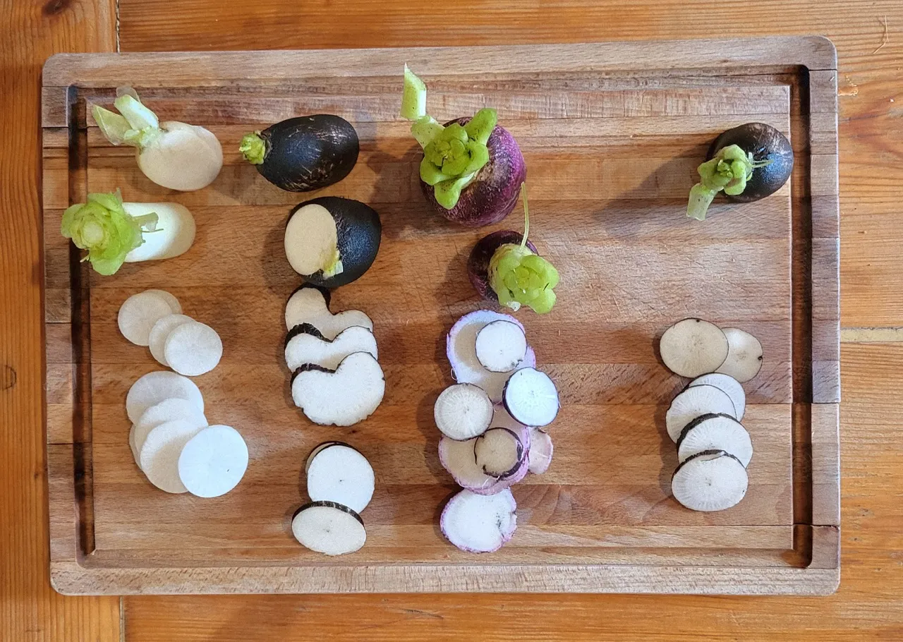 Test gustatif de différents cultivars de radis d'hiver