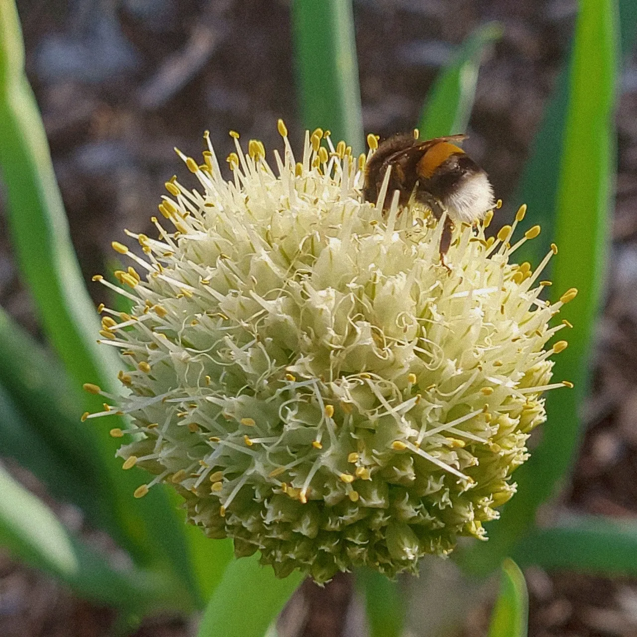 Bourdon pollinisant une fleur d'oignon