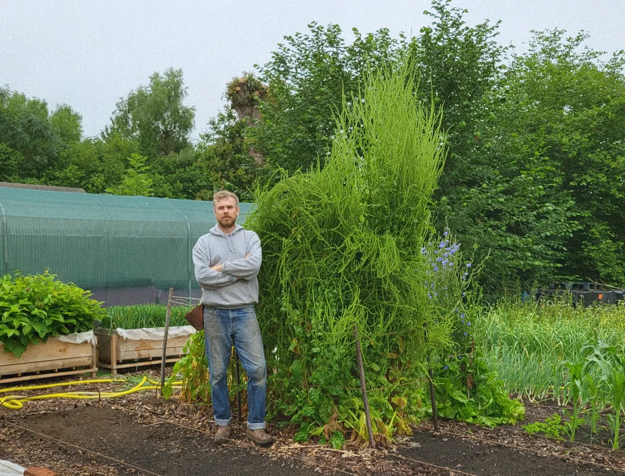 Blettes développant leurs hampes florales à plus de deux mètres de haut